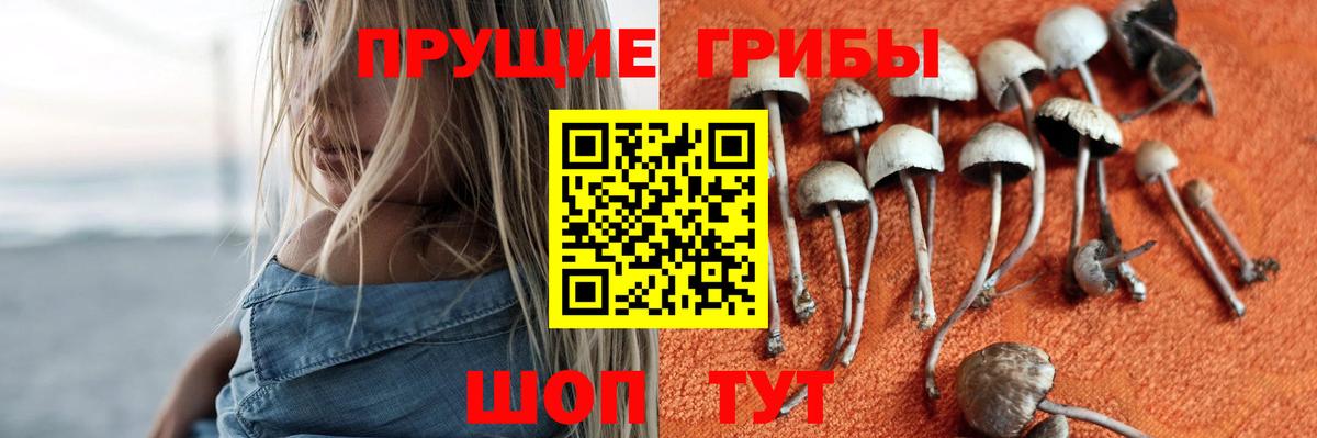 хочу   Галлюциногенные грибы MAGIC MUSHROOMS  Вход с VPN  Кольчугино 